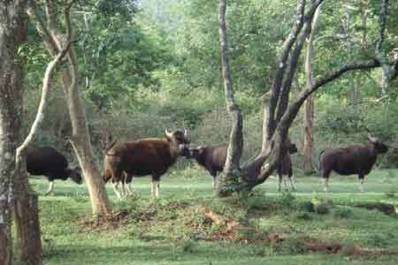 Achanakmar Wildlife Sanctuary