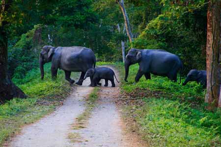 Kerala Wildlife Tour Package